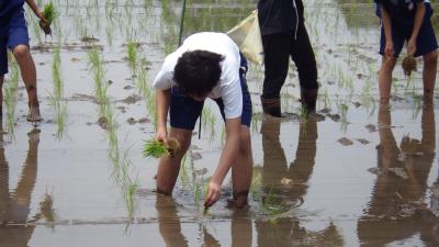 田植え体験の写真