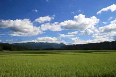 津南町の水田の写真です。